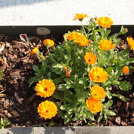 코블렌츠 Diamond House Deluxe 6 Koblenz 아파트 외부 사진