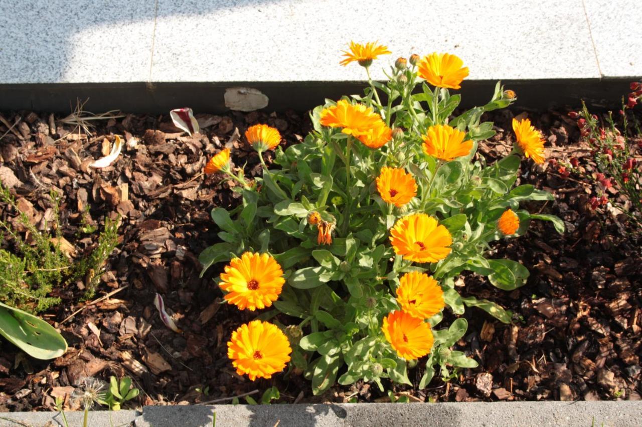 코블렌츠 Diamond House Deluxe 6 Koblenz 아파트 외부 사진